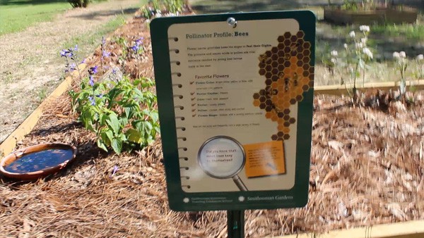pollinator profile bees